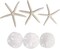 White Finger Starfish and Sand Dollar Collection (3) 4"-6" White Finger Starfish and (3) 3" - 3 1/2" White Sand Dollars Wedding Seashell Craft 1 Pack